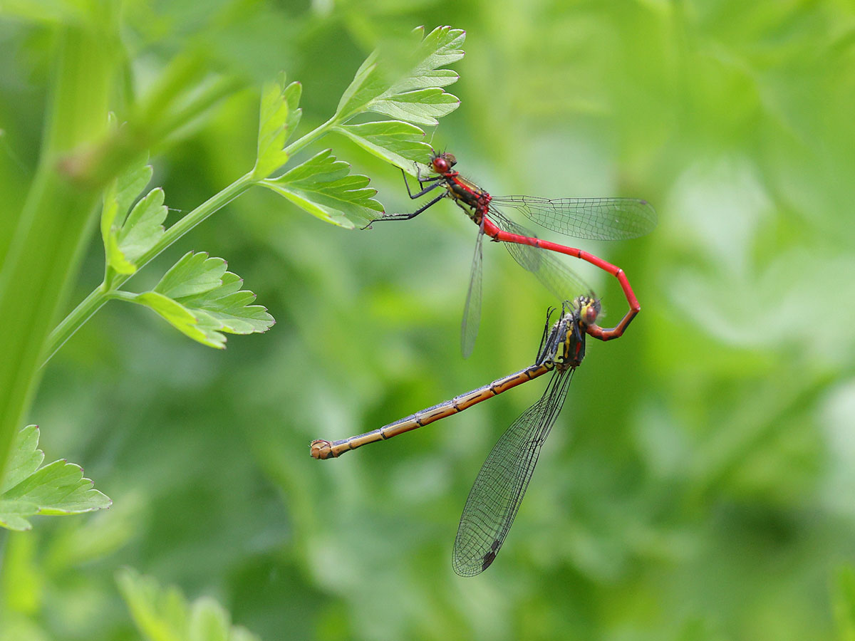 Pyrrhosoma_nymphula